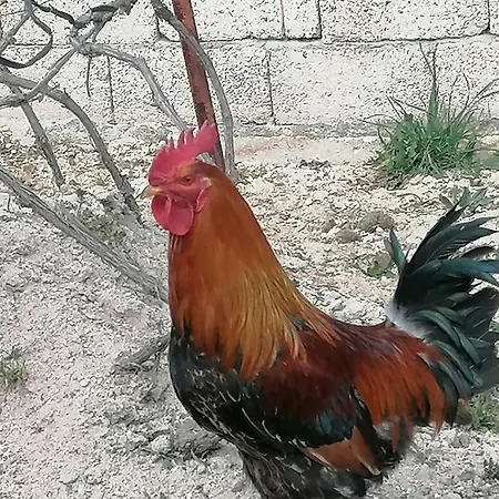 Kapadokya Tatil Evi *